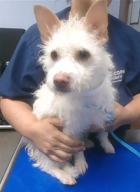 A young small-sized male Cairn Terrier dog named Kragle for adoption in Phoenix, AZ