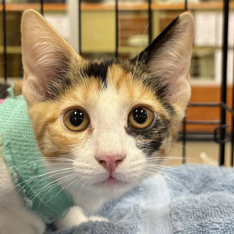 A baby medium-sized female Domestic Short Hair cat named Daisy for adoption in Sonora, CA