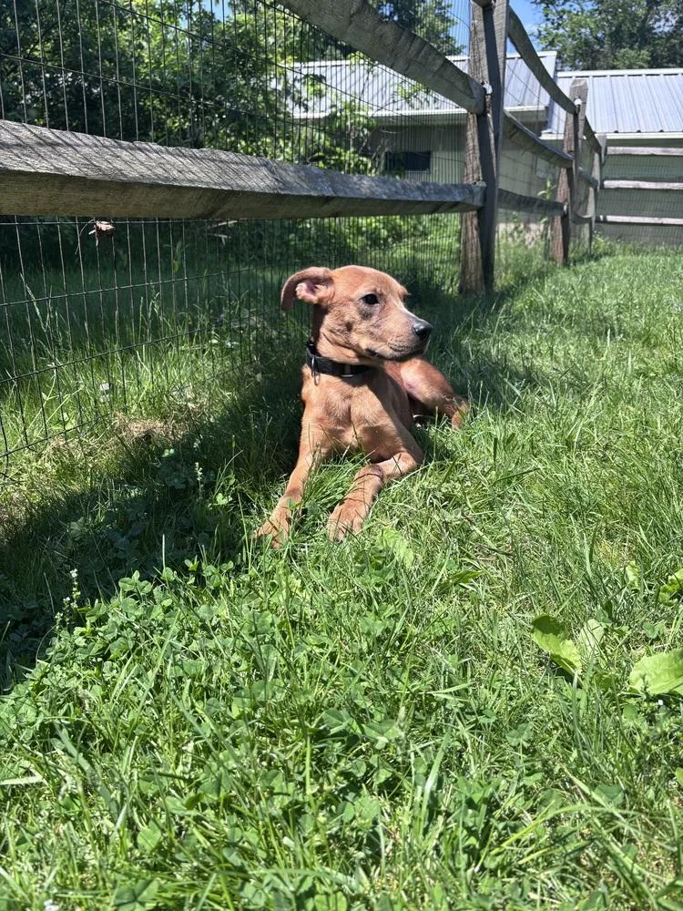 A baby medium-sized male Hound dog named Bristol for adoption in Pottstown, PA