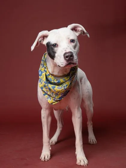 An adult medium-sized female Pit Bull Terrier dog named Winter for adoption in Atlanta, GA