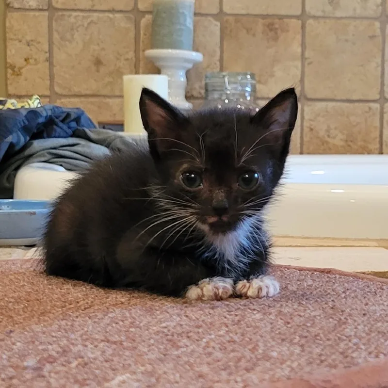 A baby small-sized male Black Domestic Short Hair cat named Frenchie for adoption in HERNANDO, MS
