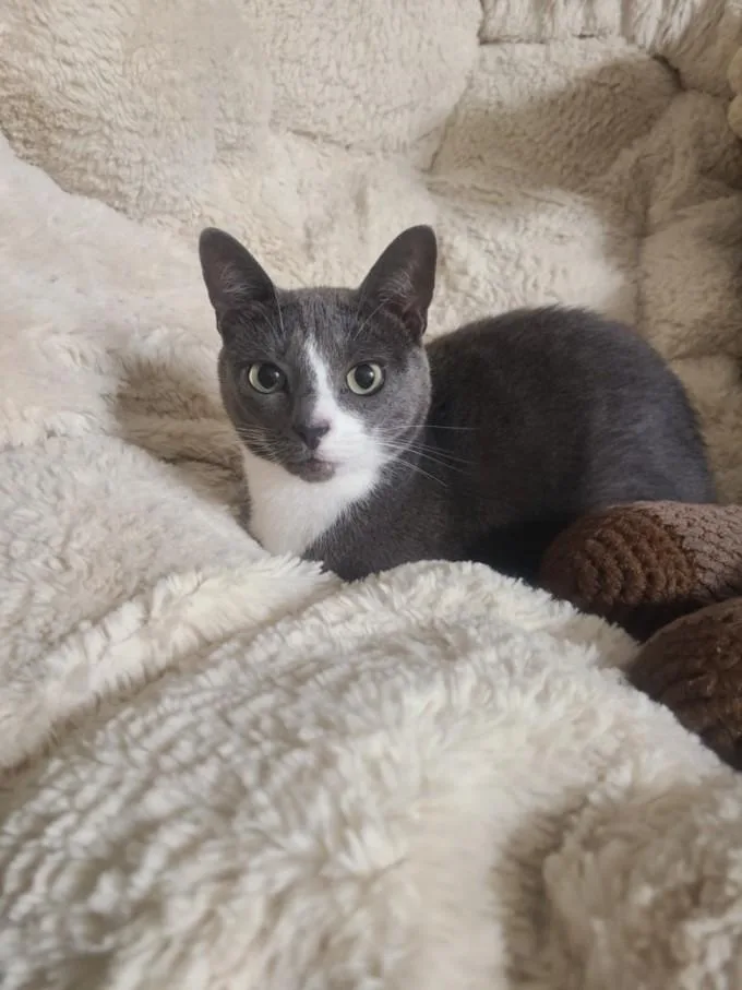 An adult small-sized female Domestic Short Hair cat named Kisa for adoption in Chapel Hill, NC