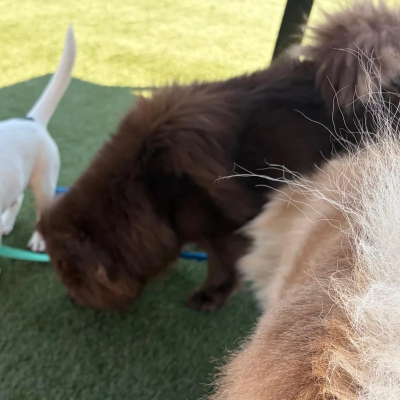 An adult medium-sized male Brown / Chocolate Chow Chow dog named Teddy Gram for adoption in Philadelphia, PA