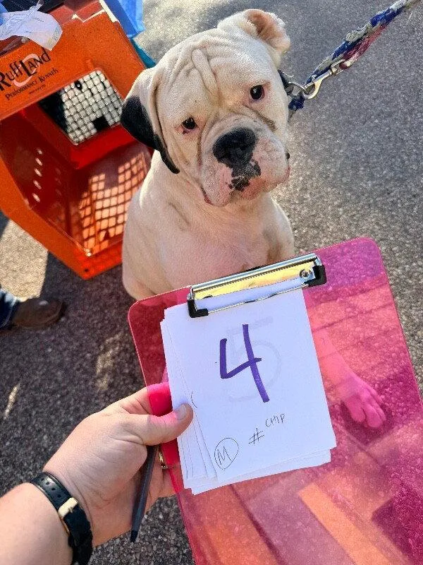 An adult large-sized male Boxer dog named Cincy Chile for adoption in Monticello, NY