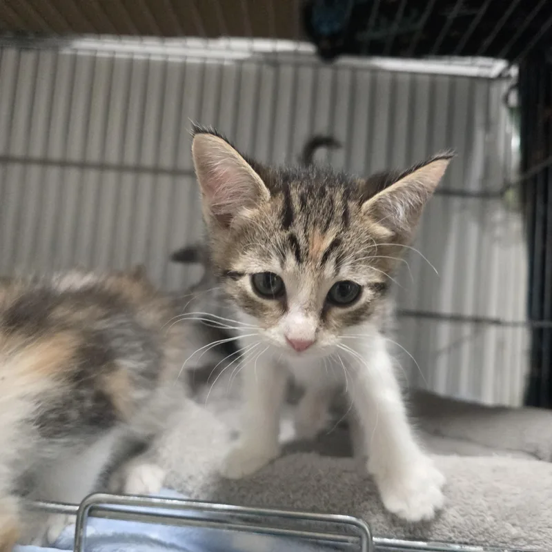 A baby small-sized female Calico Domestic Medium Hair cat named Posey for adoption in Globe, AZ