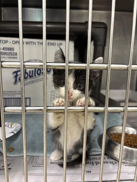 A baby small-sized female Domestic Short Hair cat named Yulie for adoption in Houston, TX