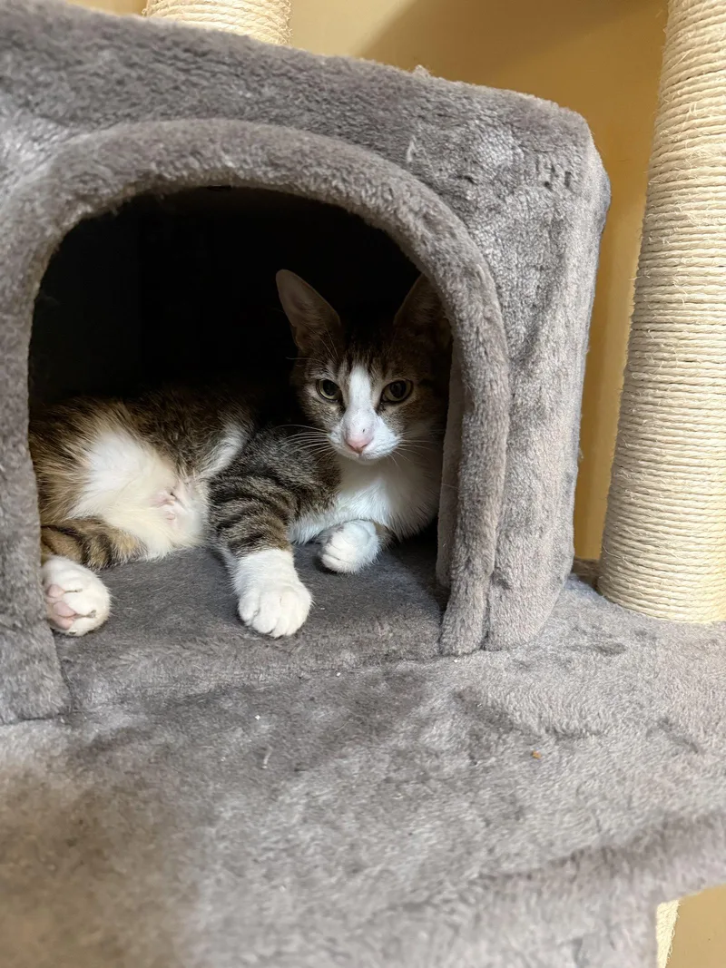 An adult medium-sized female Domestic Short Hair cat named Maria for adoption in Wheaton, IL