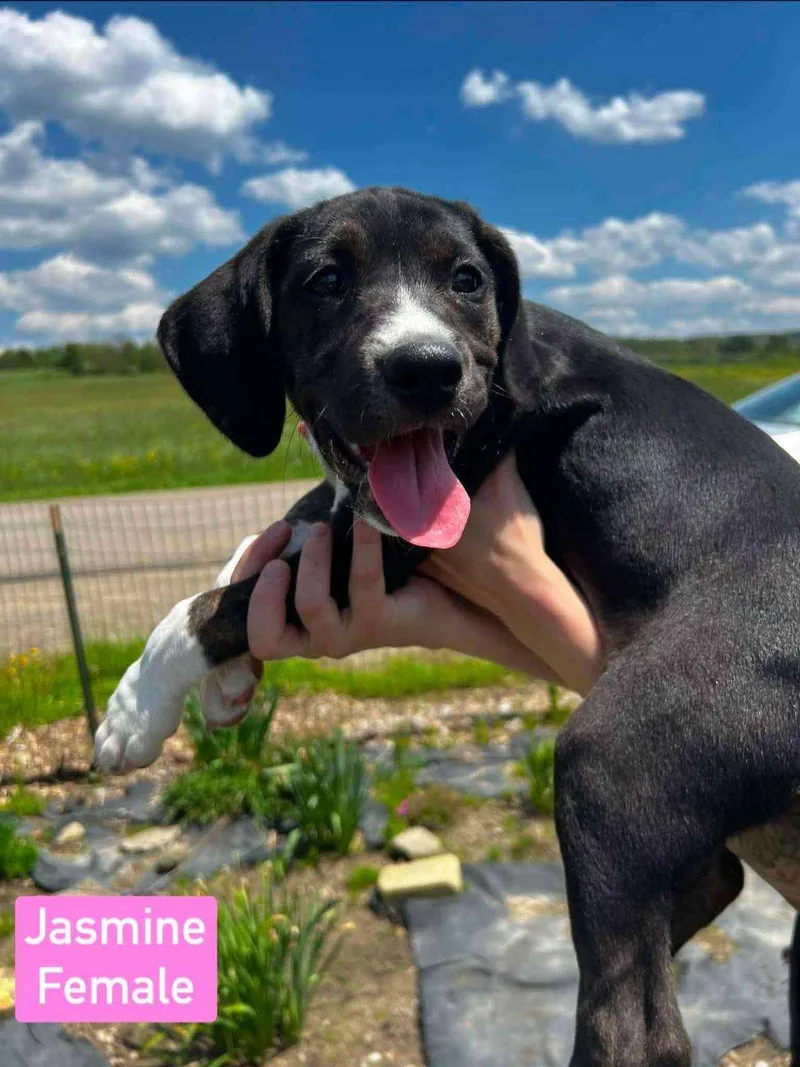 A baby medium-sized female Beagle dog named Jasmine for adoption in Salamanca, NY