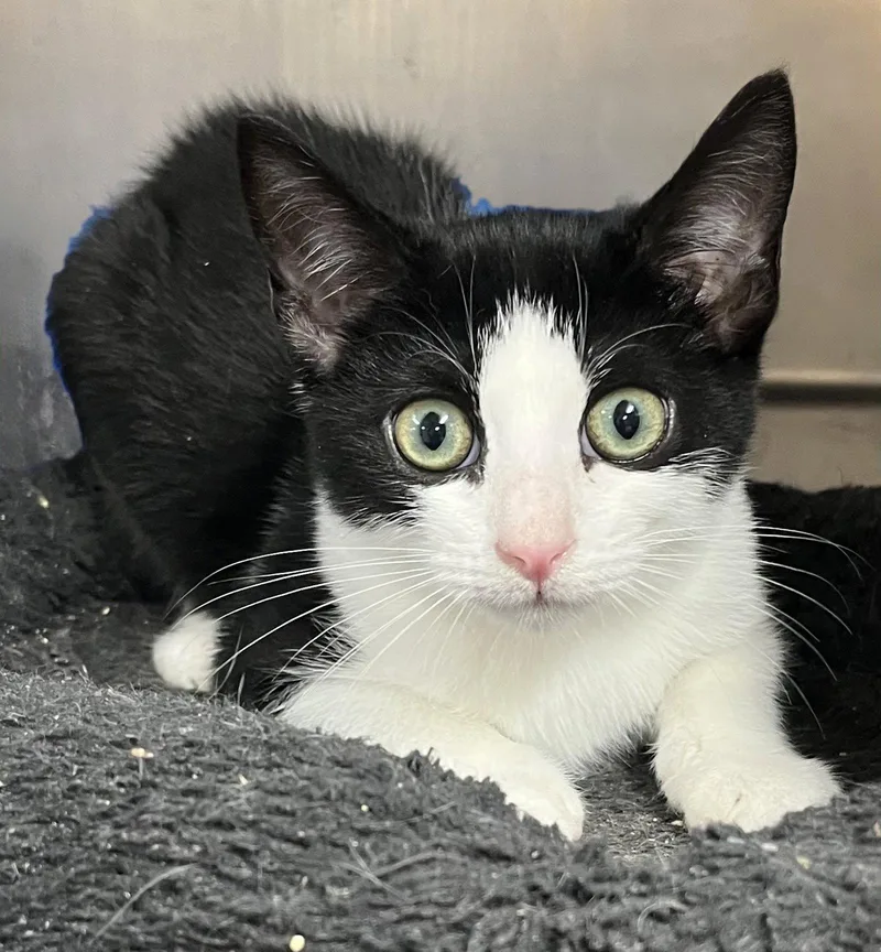 A young medium-sized female American Shorthair cat named Ringo for adoption in Massapequa, NY