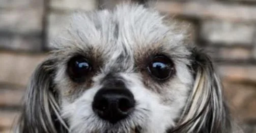 An adult small-sized female Maltese dog named Capri for adoption in Bellingham, WA