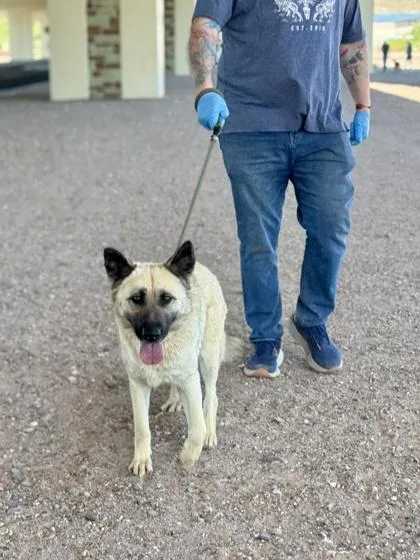 An adult large-sized female White / Cream Anatolian Shepherd dog named Kelly for adoption in El Paso, TX