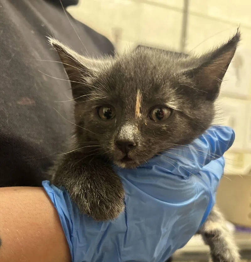 A baby small-sized female Dilute Tortoiseshell Domestic Short Hair cat named Wednesday for adoption in Fruit Heights, UT