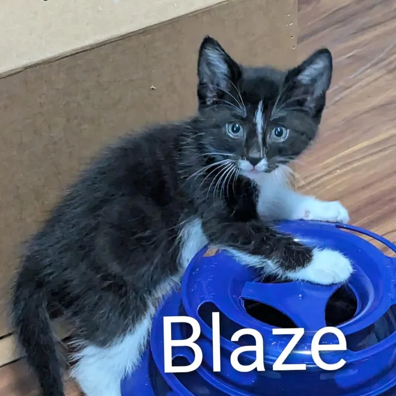 Blaze thumbnail 2