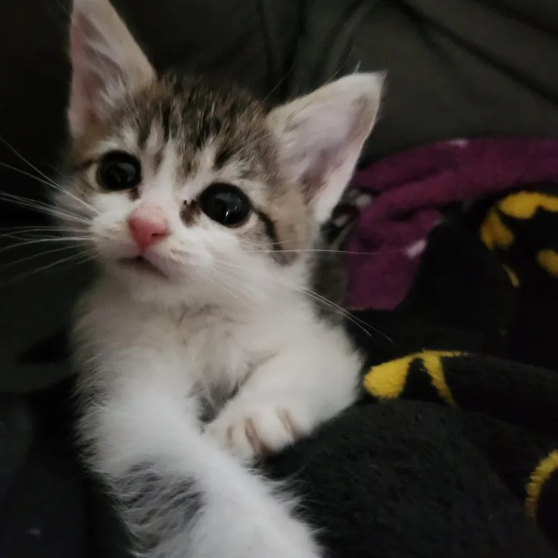 A baby small-sized female Domestic Short Hair cat named Apple Hoppe for adoption in Los Angeles, CA
