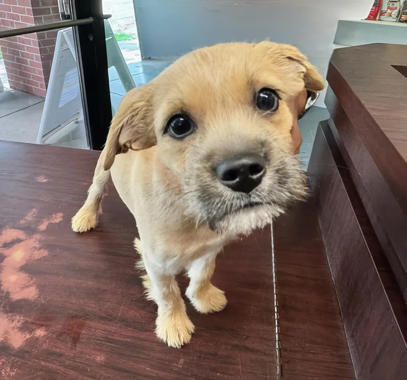 Charlie