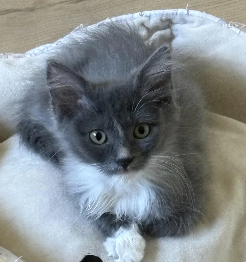 A baby small-sized female Domestic Long Hair cat named Gretchen for adoption in Chico, CA