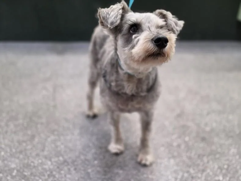 An adult medium-sized male Schnauzer dog named Seth for adoption in Los Angeles, CA