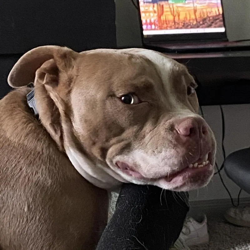 An adult medium-sized male Yellow / Tan / Blond / Fawn Bulldog dog named Pugsley for adoption in Seguin, TX