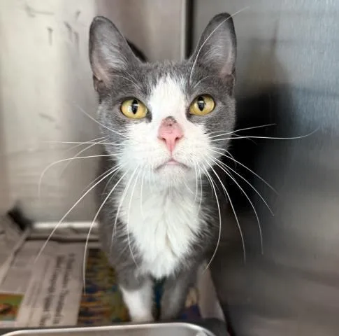 An adult medium-sized female Domestic Short Hair cat named Chandra for adoption in Los Angeles, CA