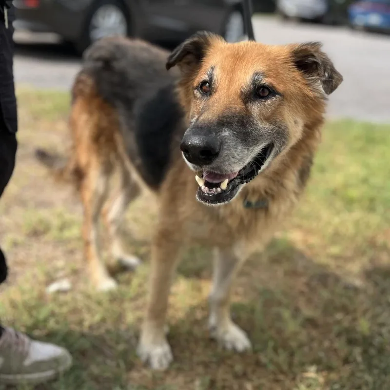 An adult medium-sized male Brown / Chocolate German Shepherd Dog dog named Gary for adoption in Edinburg, TX