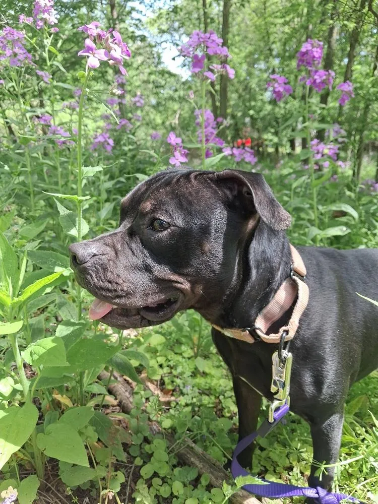 A young medium-sized male Black Mixed Breed dog named Cocoa Puffs D for adoption in Lansing, MI