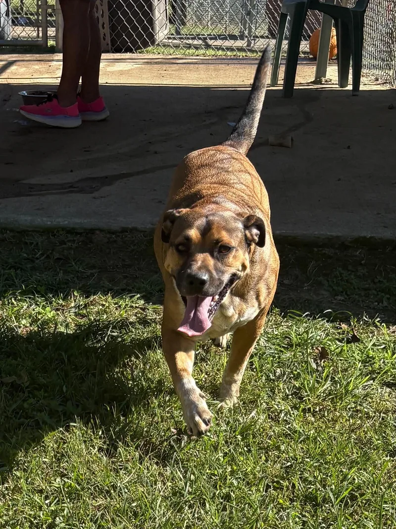 An adult medium-sized female American Bully dog named Bailey for adoption in Talbott, TN