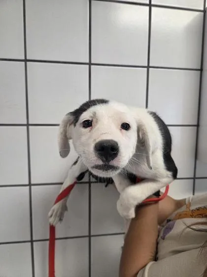 A baby small-sized female White / Cream Mixed Breed dog named 61088635 for adoption in El Paso, TX