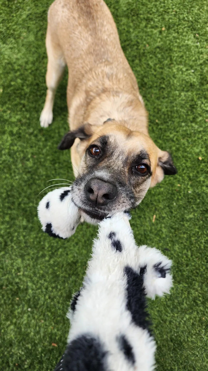 Winndixie thumbnail 3