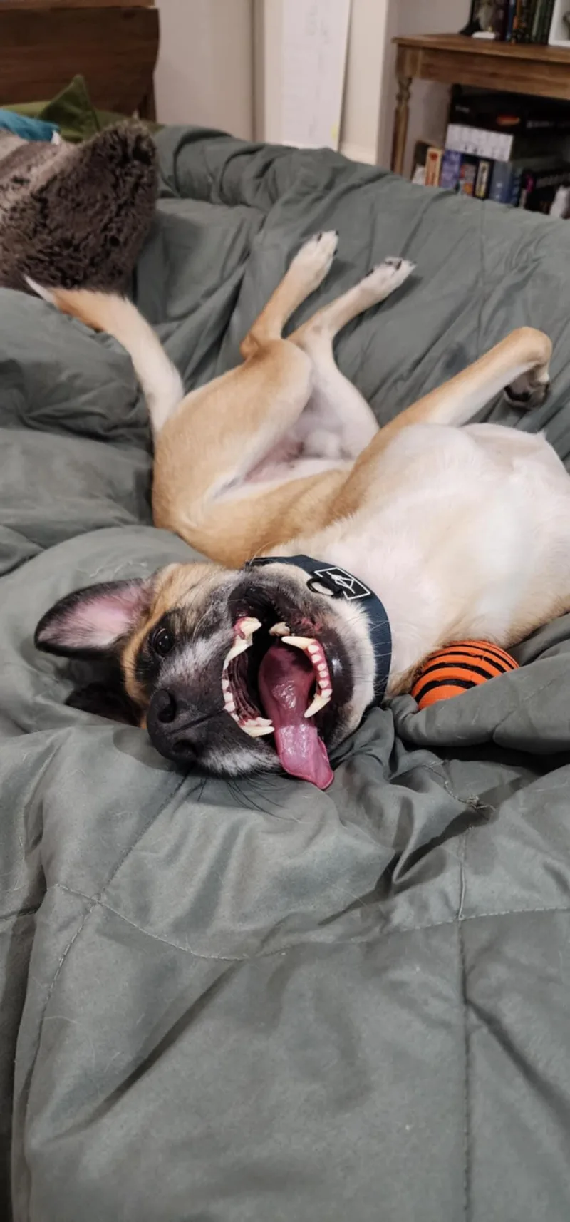 Winndixie thumbnail 4