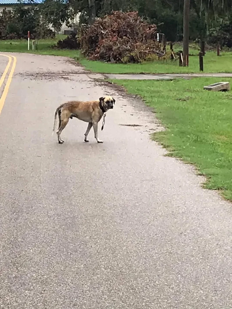 Winndixie thumbnail 6