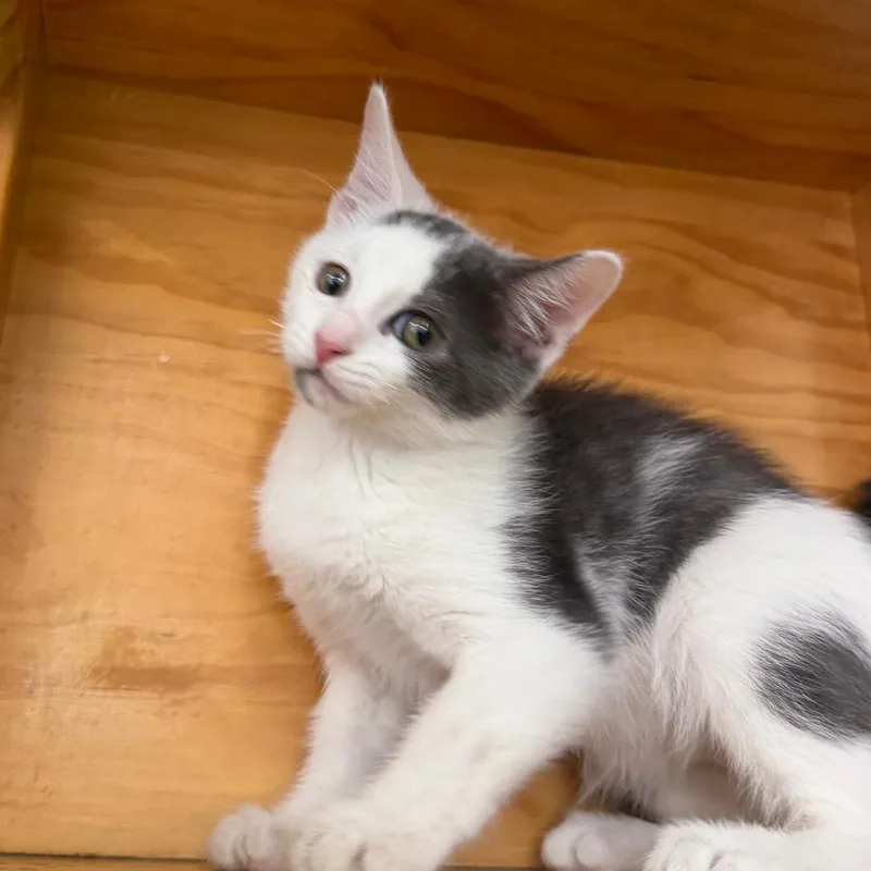 A baby medium-sized male White Domestic Short Hair cat named Atticus for adoption in Montgomery, AL