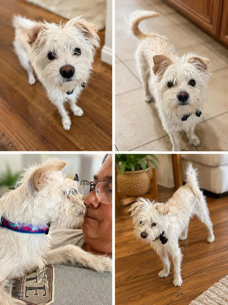 A young small-sized male White / Cream Terrier dog named Kevin for adoption in Pomona, CA