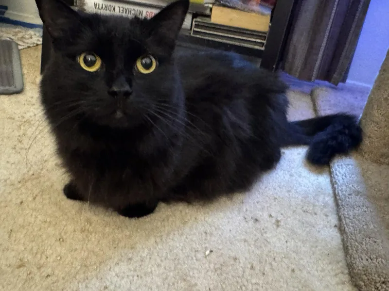 An adult small-sized female Black Domestic Short Hair cat named Queens for adoption in Mission Viejo, CA