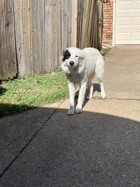 A young large-sized female Mixed Breed dog named Meredith for adoption in Dallas, TX