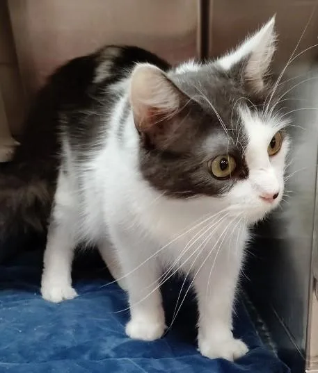 A baby small-sized female Gray & White Domestic Medium Hair cat named Arya for adoption in San Antonio, TX