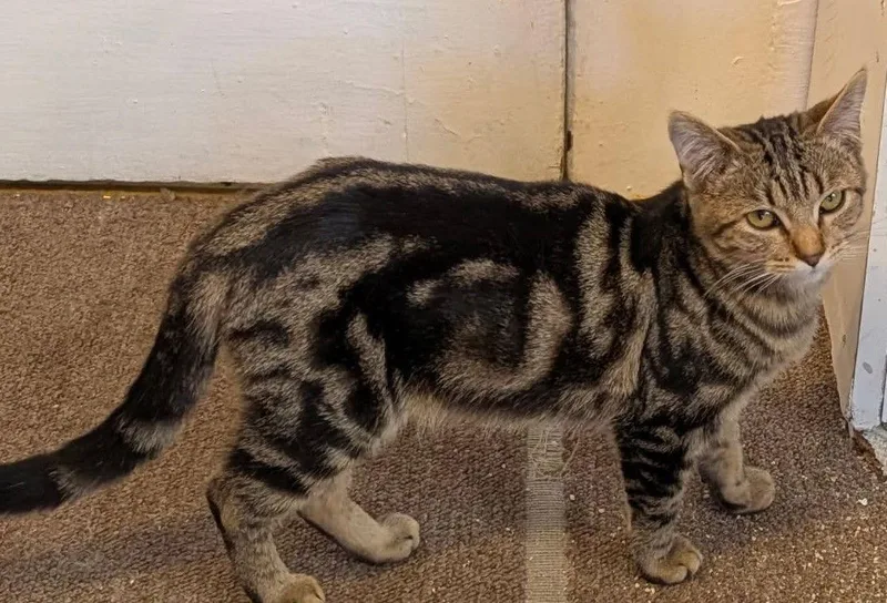 Cosmo  Addie  thumbnail 2