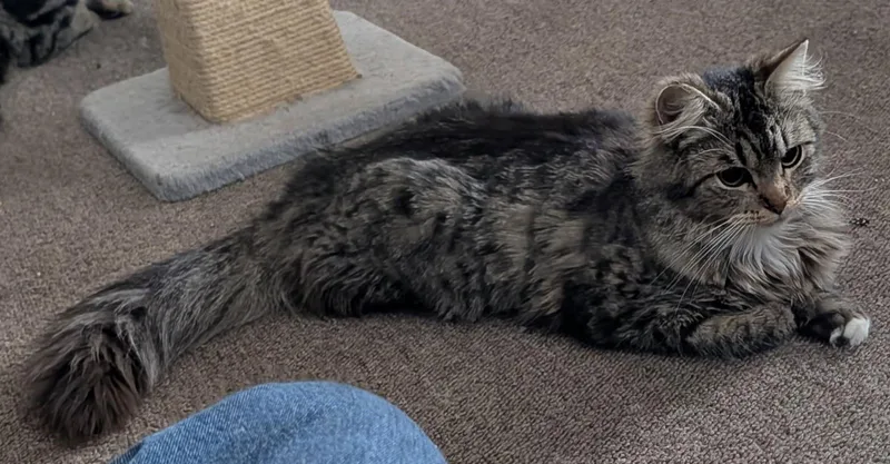 Cosmo  Addie  thumbnail 3