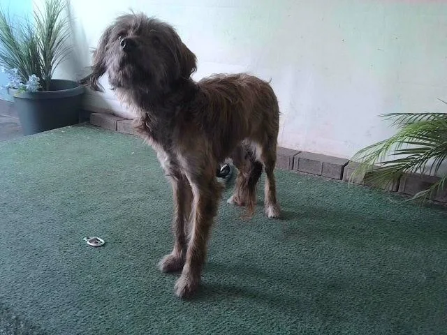An adult medium-sized male Terrier dog named Dexter for adoption in Baldwin Park, CA