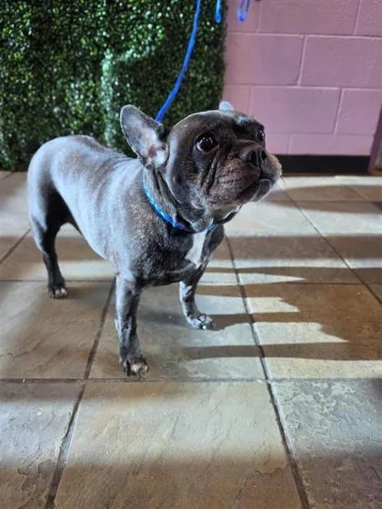 A senior medium-sized female Black French Bulldog dog named 61654593 for adoption in El Paso, TX