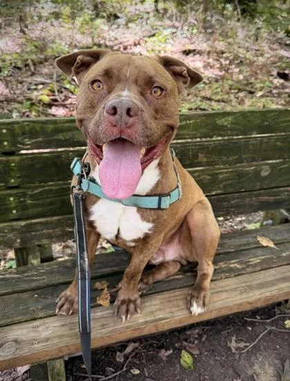 An adult medium-sized male Pit Bull Terrier dog named Bubba for adoption in Batavia, OH