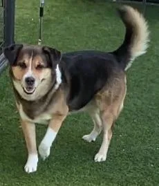 A senior medium-sized male Mixed Breed dog named Princeton for adoption in Dallas, TX