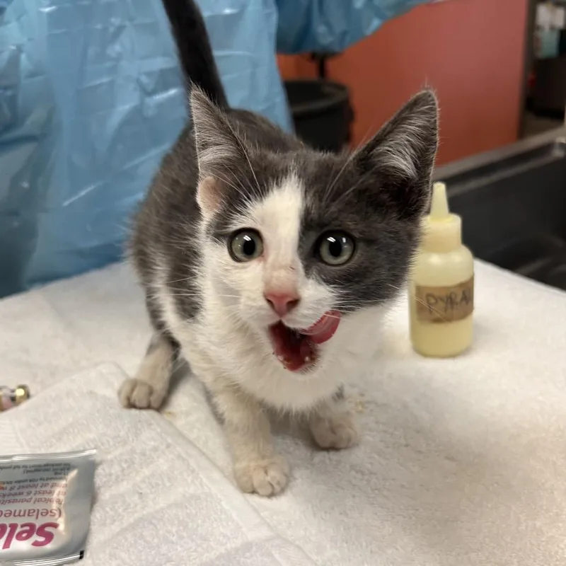 A baby small-sized male Gray / Blue / Silver Domestic Short Hair cat named Lamb  Sweet Baby for adoption in Flagstaff, AZ