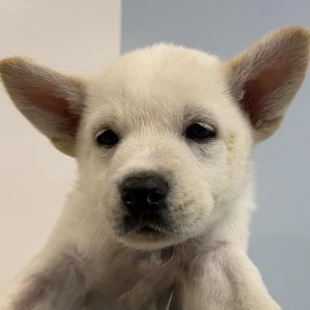 A baby small-sized female Husky dog named Biolage for adoption in Los Angeles, CA