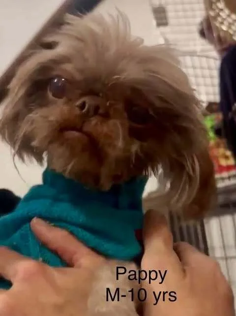 A senior small-sized male Brussels Griffon dog named Pappie for adoption in Waunakee, WI