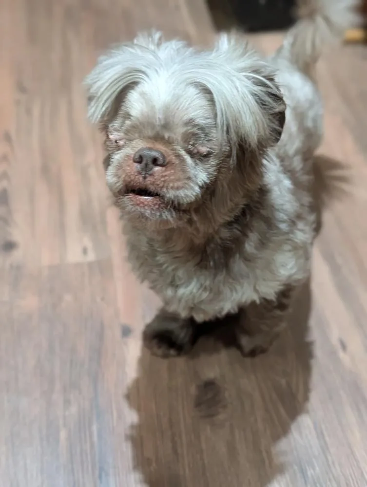 Pappie thumbnail 3