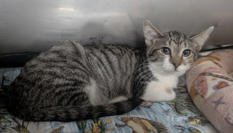 A young small-sized female White Domestic Short Hair cat named Lila for adoption in New Ulm, MN