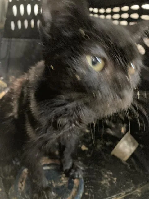 A baby small-sized male Domestic Short Hair cat named Whiffy for adoption in Long Beach, CA