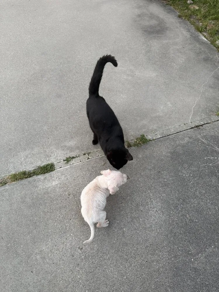 A baby medium-sized male White / Cream Labrador Retriever dog named Ghost for adoption in Silsbee, TX
