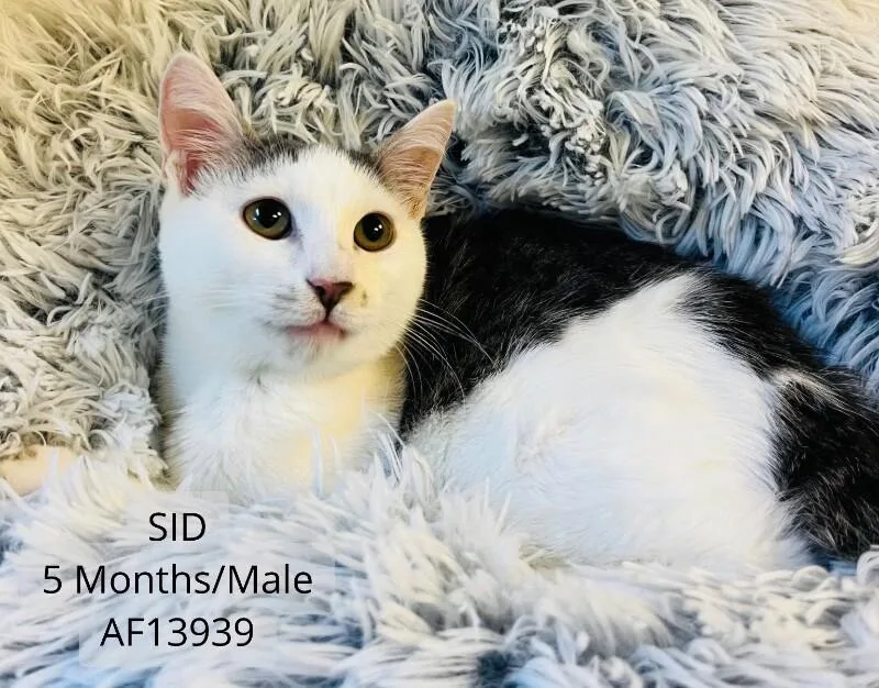 A young medium-sized male White Domestic Short Hair cat named Sid for adoption in Supply, NC