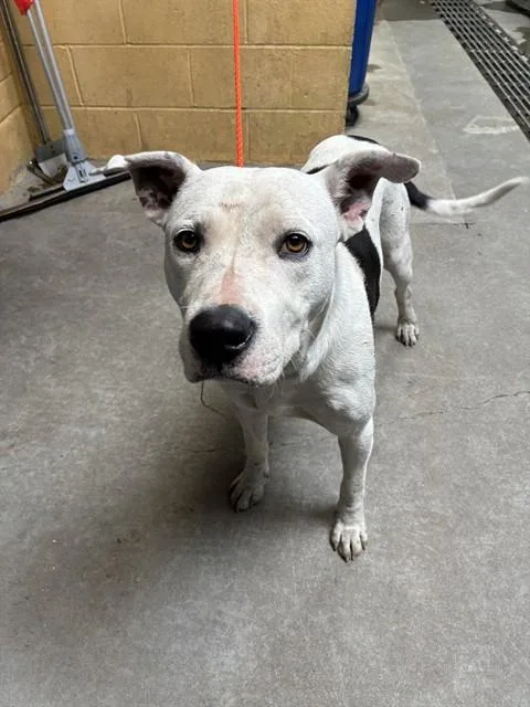 A young large-sized male Pit Bull Terrier dog named Boom for adoption in Stockton, CA